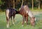 Silvery black maree with a foal on a pasture