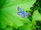 Silvery blue butterfly