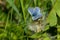 Silvery Blue Butterfly - Glaucopsyche lygdamus