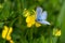 Silvery Blue Butterfly - Glaucopsyche lygdamus