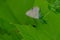 Silvery Blue Butterfly - Glaucopsyche lygdamus