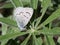 Silvery Blue Butterfly on a Lupine Leaf