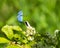 Silvery Blue moth in flight