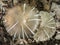 Silvery Brown Agaricus Mushrooms