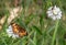 Silvery Checkerspot Butterfly on White Puffball Wildflower