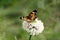 Silvery Checkerspot Butterfly on Wildflower