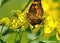 A Silvery Checkerspot butterfly on a yellow wildflower