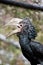 Silvery-Cheeked Hornbill