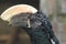 Silvery-cheeked hornbill