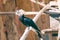 Silvery cheeked hornbill bird portrait.