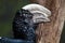 Silvery-cheeked hornbill (Bycanistes brevis).