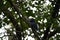 Silvery cheeked hornbill Bycanistes brevis Tanzania Lake Manyara