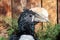 Silvery-cheeked hornbill Bycanistes brevis. Wild life bird