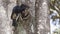 Silvery-cheeked Hornbill on Tree Body