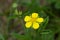 Silvery Cinquefoil - Potentilla argentea