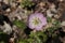 `Silvery Crane`s Bill` flower - Geranium Argenteum