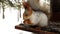 Silvery cute squirrel with orange ears funny eating nuts in wooden house feeder in winter, strong wind, cold, snow
