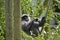 Silvery gibbon