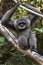 Silvery Gibbon