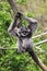 Silvery gibbon