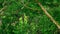 Silvery gibbon climbing and swinging trees branch in jungle