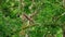 Silvery gibbon climbing and swinging trees branch in jungle