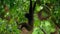 Silvery gibbon climbing and swinging trees branch in jungle