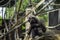 A silvery Gibbon hylobates moloch