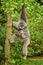 Silvery gibbon (Hylobates moloch) with a newborn