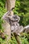 Silvery gibbon (Hylobates moloch) with a newborn