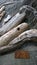 Silvery gray pieces of driftwood on beach