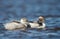 Silvery Grebe with a chick swimming in a freshwater lake