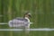 Silvery Grebe, Patagonia, Argentina