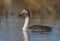 Silvery Grebe, Patagonia, Argentina