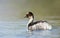 Silvery Grebe swimming in a freshwater lake