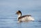 Silvery Grebe swimming in a freshwater lake