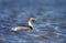 Silvery Grebe swimming in a freshwater lake