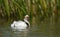 Silvery Grebe swimming in a freshwater lake