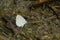 Silvery hedge blue buuterfly on puddle