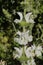 `Silvery-leaved Sage` flowers - Salvia Argentea