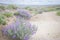 Silvery Lupine Lupinus argenteus and Golden Aster Heterotheca villosa Purple and Yellow Wildflowers In Colorado High Desert