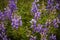 Silvery Lupine Purple Wildflowers In Colorado