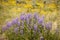 Silvery Lupine With Yellow Ragwort Background