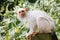 Silvery marmoset