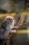 Silvery Marmoset, Callithrix argentata, a rare primate jungle