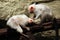 Silvery marmoset (Mico argentatus).