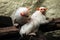 Silvery marmoset (Mico argentatus).