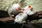 Silvery marmoset (Mico argentatus).