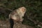 SILVERY MARMOSET mico argentatus, FEMALE STANDING ON BRANCH