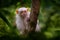 Silvery marmoset, Mico argentatus, monkey from eastern Amazon Rainforest in Brazil. White little monkey with big ears in the